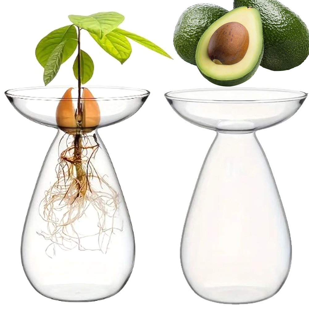Propagation Station Vase - Avocado Zaad Starter Hydroponische Vaas Transparant