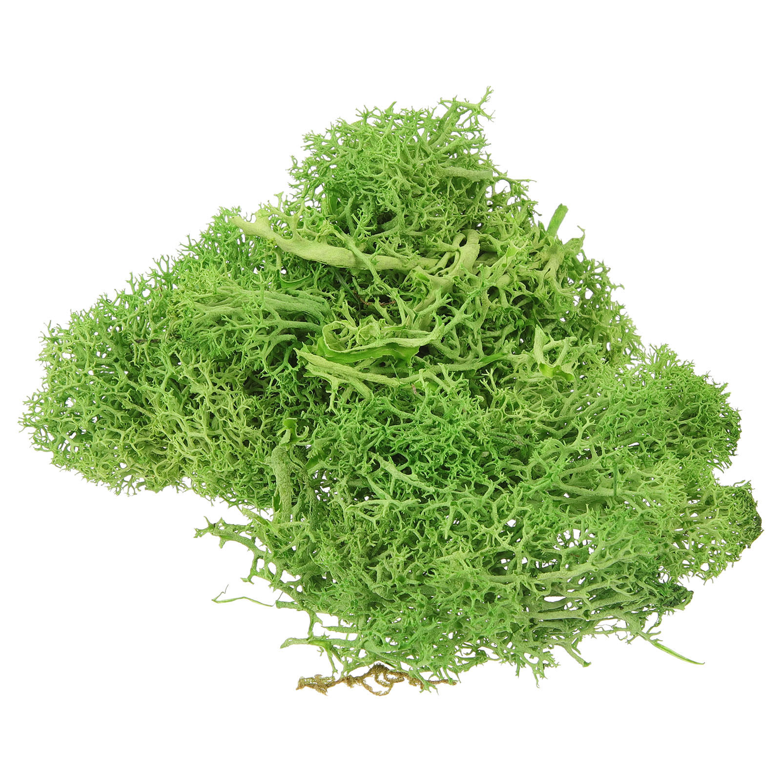 Bruin Sphagnum Landschap Kunst - Sphagnum Moss Dry recensie en prijs