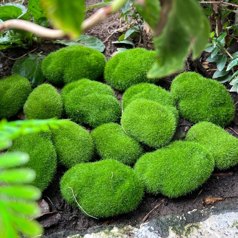 5/30 stuks simulatie mossteen  - Sphagnum Moss Dry recensie en prijs