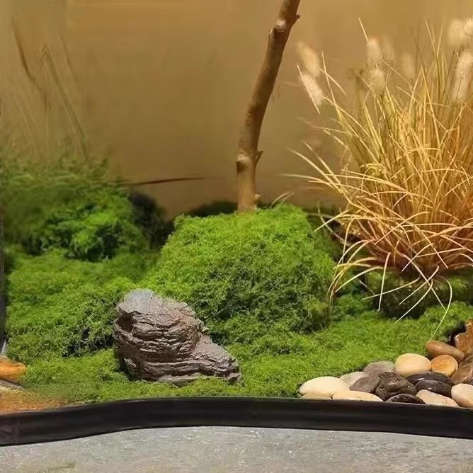200g Eeuwig leven mos DIY amba - Sphagnum Moss Dry recensie en prijs
