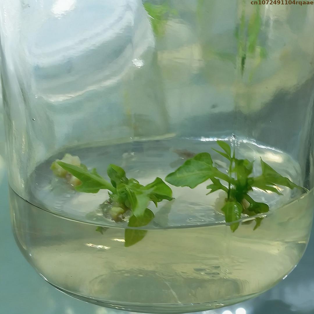 Premium plantenweefselkweekaga - Agar Tissue Culture recensie en prijs