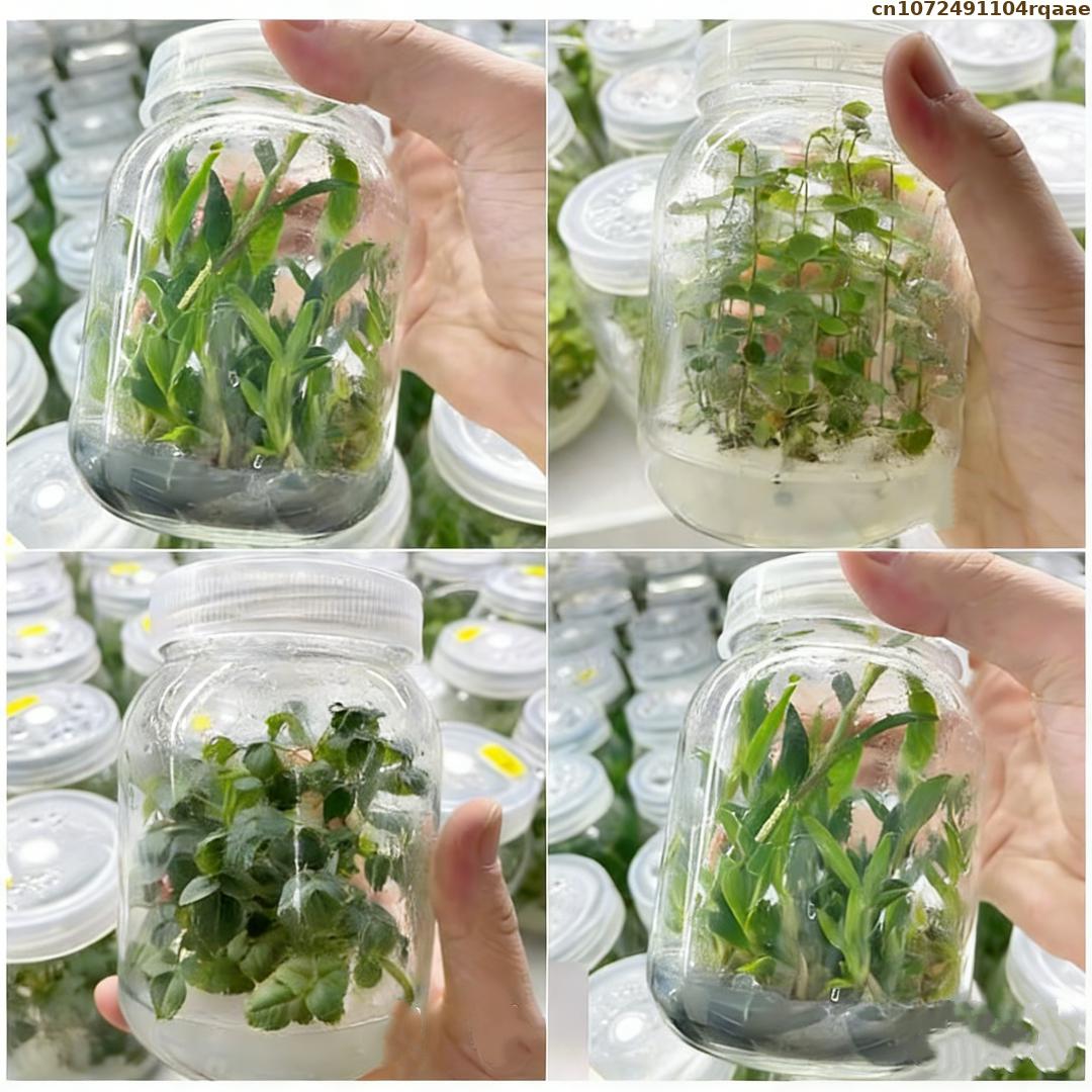 Premium plantenweefselkweekaga - Agar Tissue Culture recensie en prijs