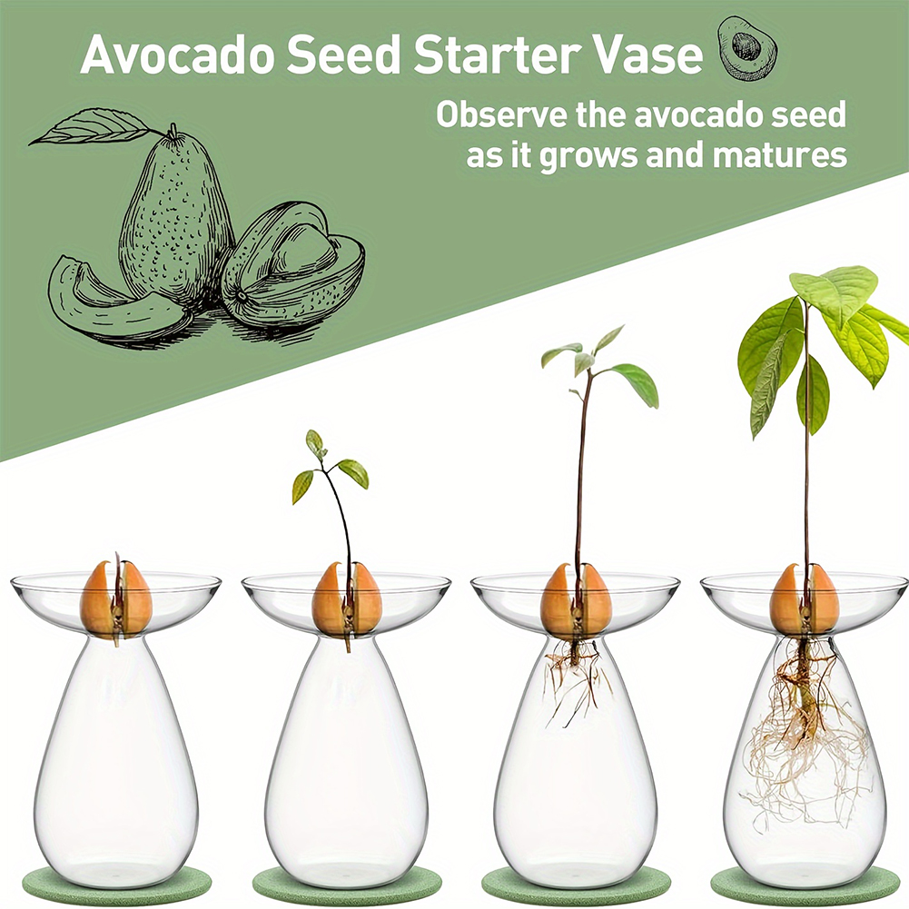 Avocado Zaad Starter Hydroponi - Propagation Station Vase recensie en prijs