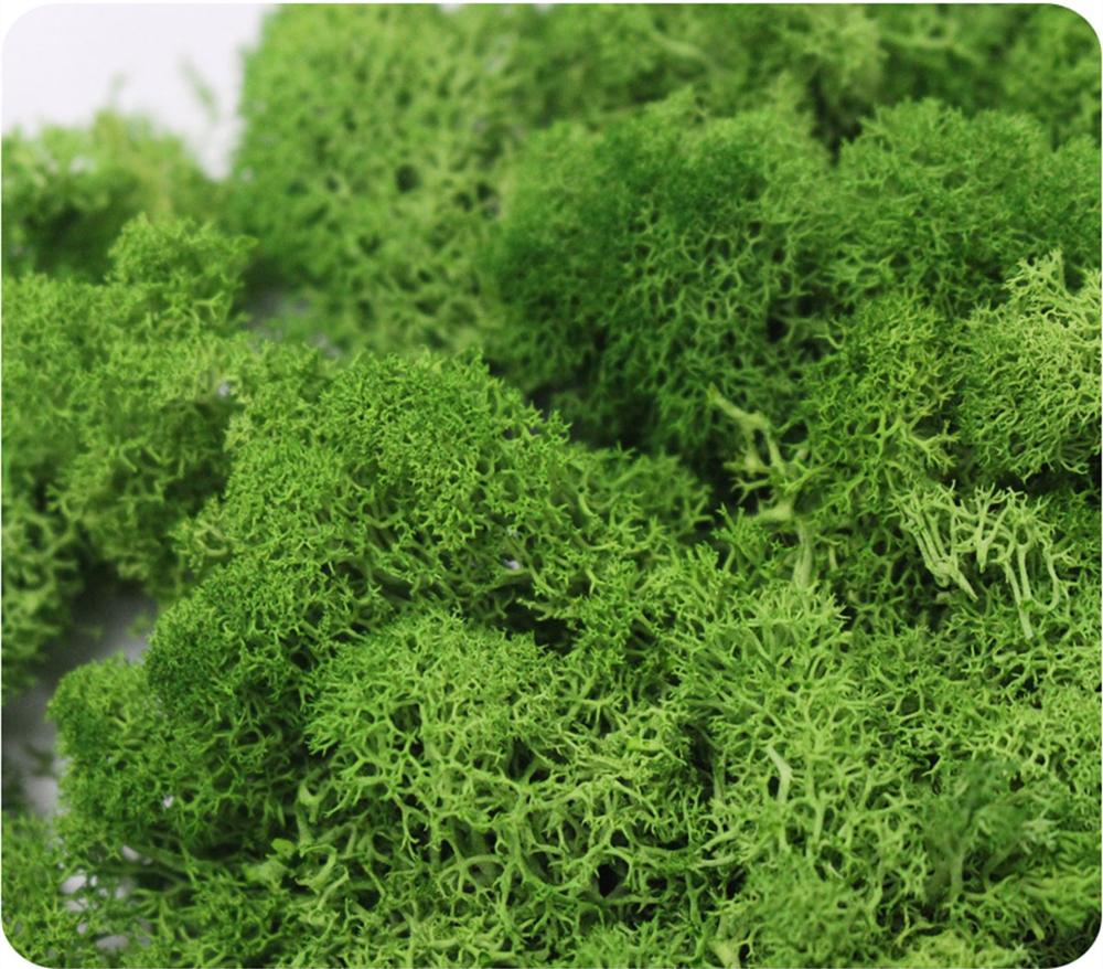 Kunstmatige Plant Eeuwige Leve - Sphagnum Moss Dry recensie en prijs