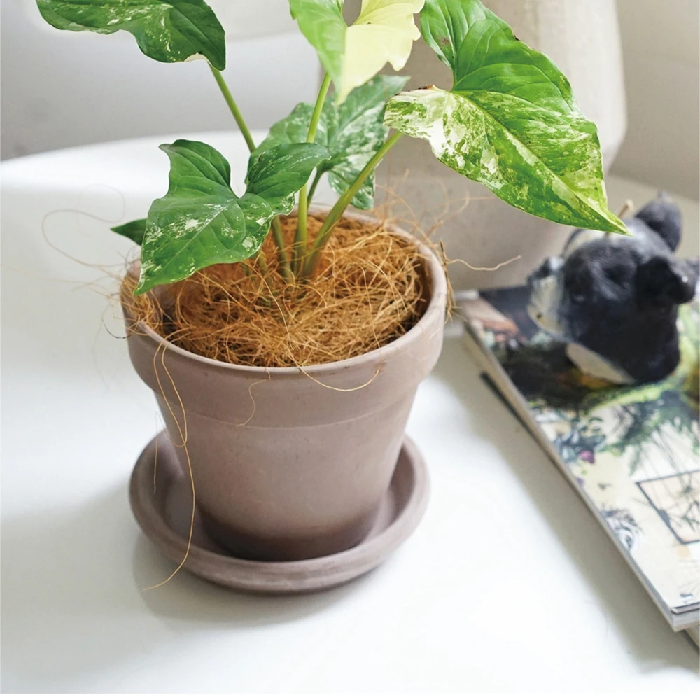 Natuurlijke Coconut Husk Fiber - Sphagnum Moss Dry recensie en prijs