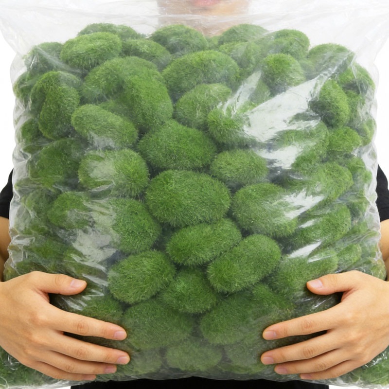Groene Simulatie Mos Steen Kun - Sphagnum Moss Dry recensie en prijs