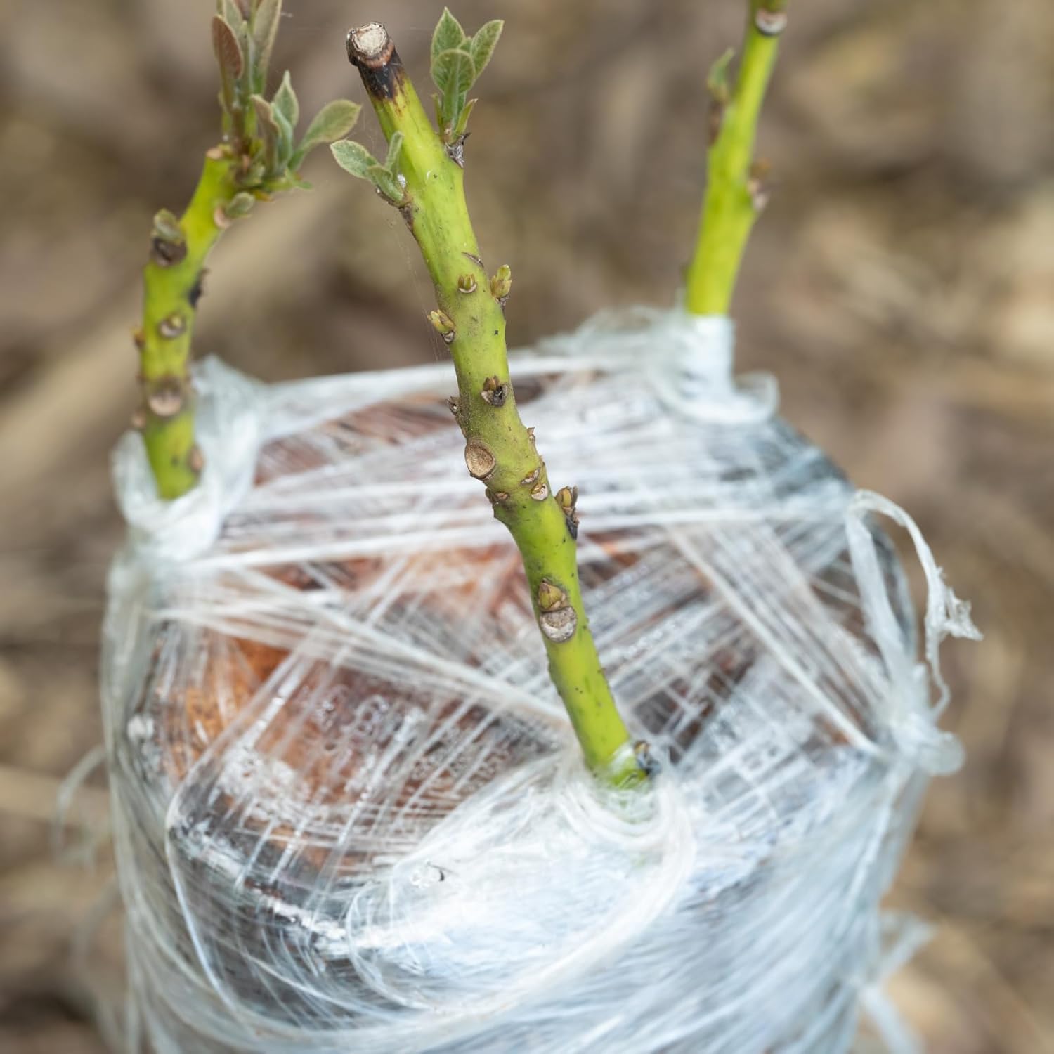 Milieuvriendelijke Biologisch  - Rooting Hormone Powder recensie en prijs